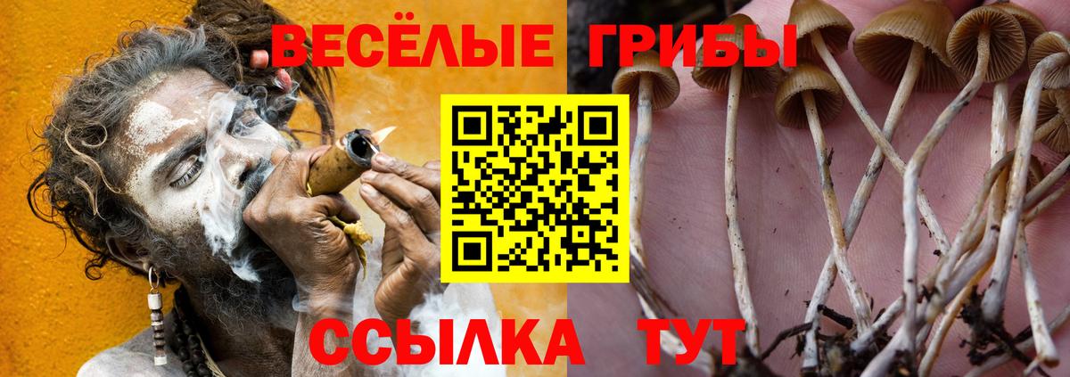 Кингисепп  Галлюциногенные грибы ЛСД  Псилоцибиновые грибы Cubensis  Вход с VPN 